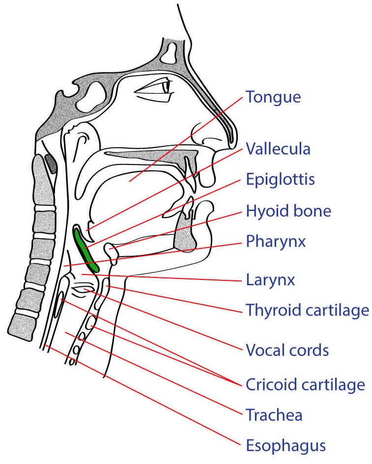 <p>Neck Cross Section.</p>