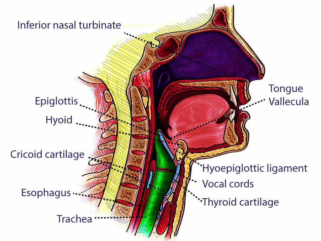 <p>Neck Cross Section.</p>