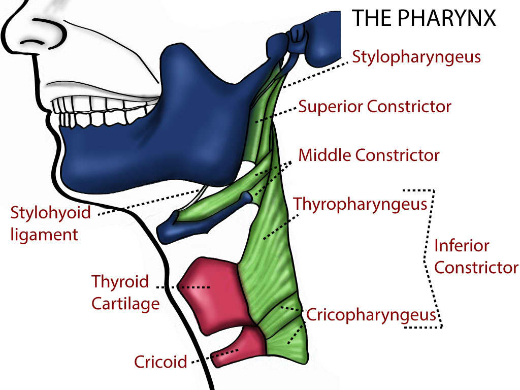 <p>Pharynx.</p>