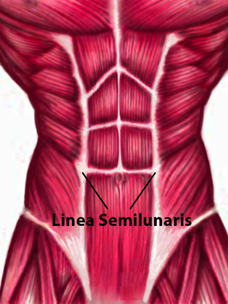 <p>Linea Semilunaris Muscle.</p>