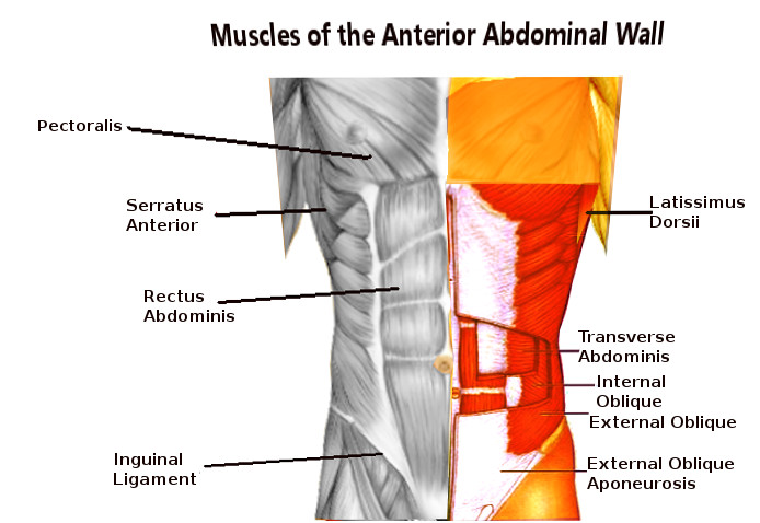 <p>Abdominal Wall Muscles.</p>