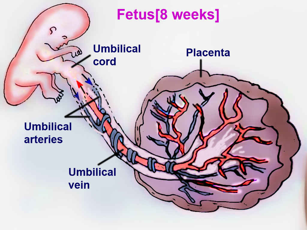 <p>Fetal Circulation.</p>