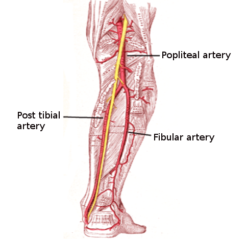 <p>Arterial Supply of the Posterior Leg