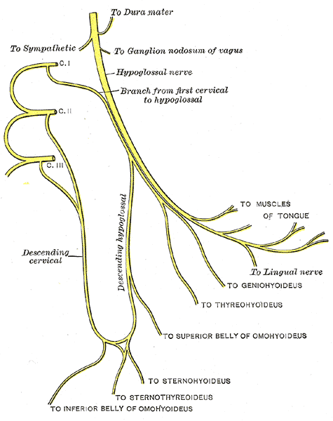 <p>Cervical Plexus Anatomy