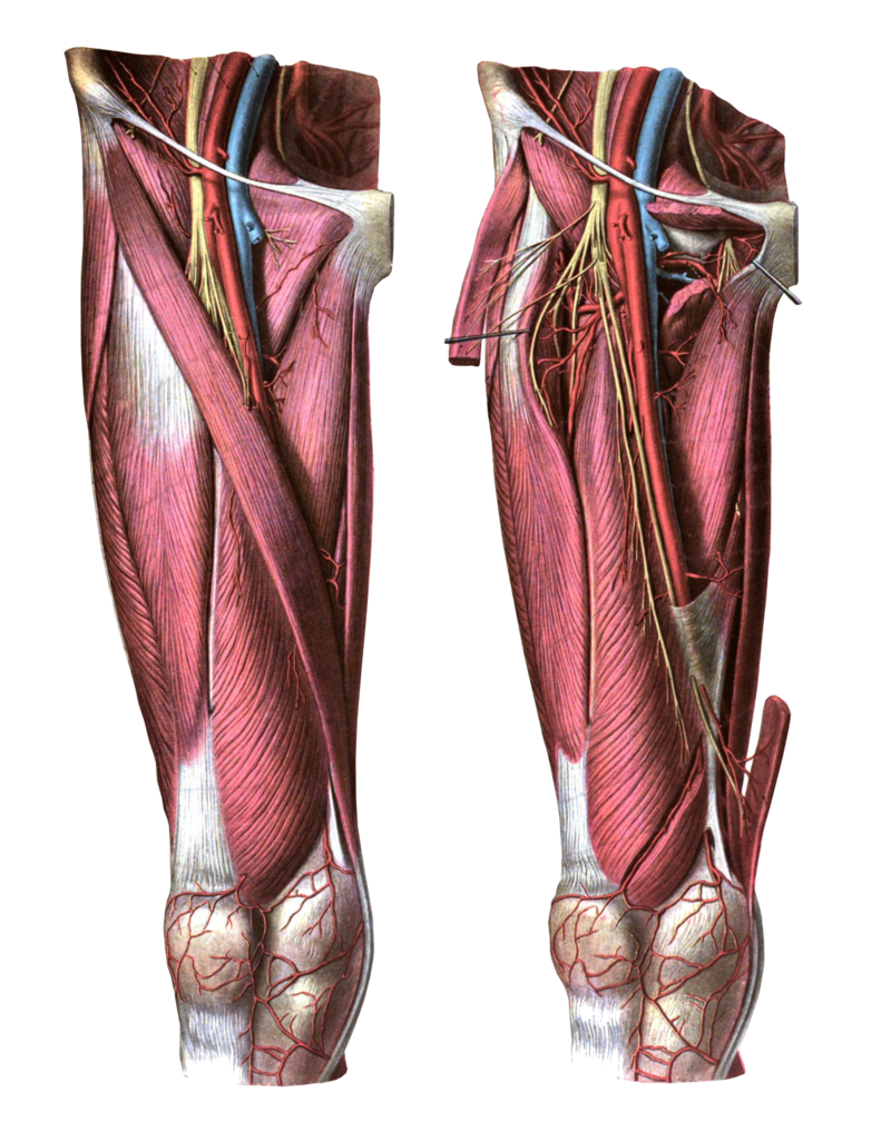 <p>Superficial and Deep Structures of the Femoral Region