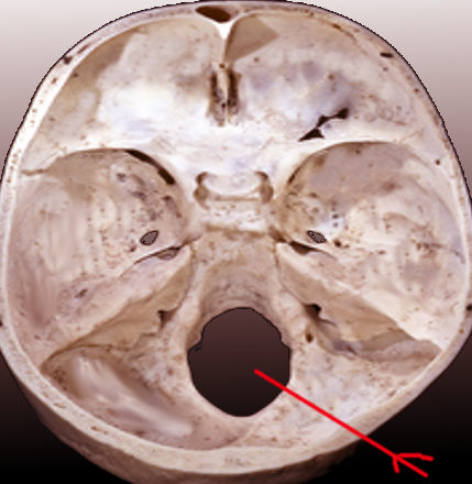<p>Foramen Magnum, Superior View