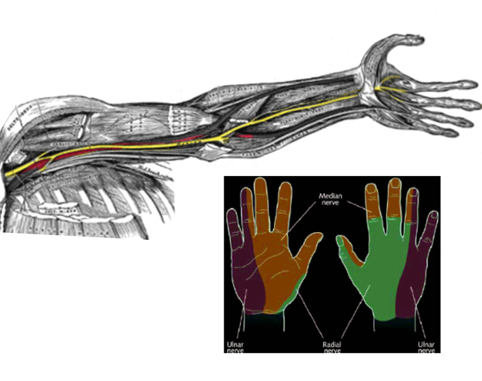 <p>Nerve Distribution in the Arm, Forearm, and Hand