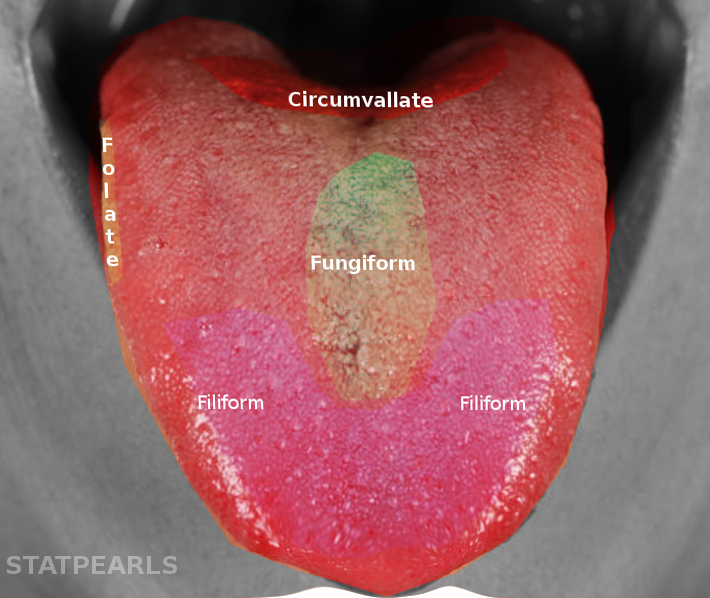 <p>Tongue Papillae and Taste Bud Distribution