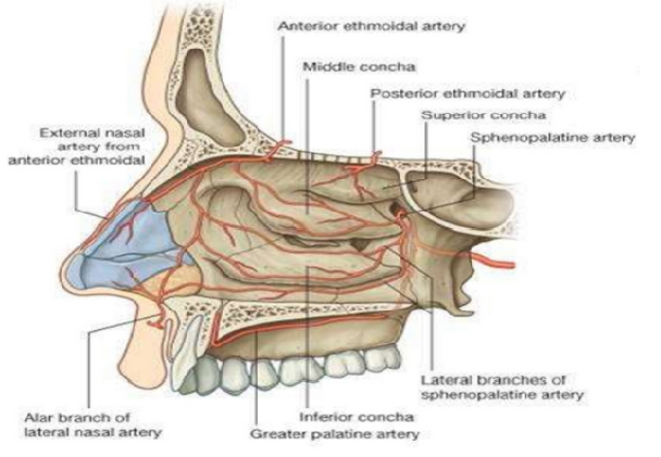 <p>Nasal Cavity Blood Supply