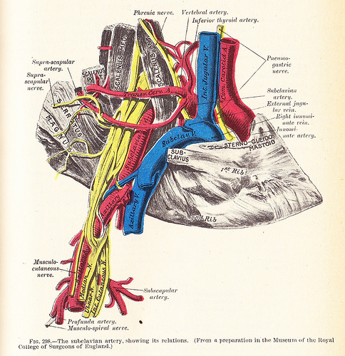 <p>Anatomical Relationships at the Right Thoracic Outlet
