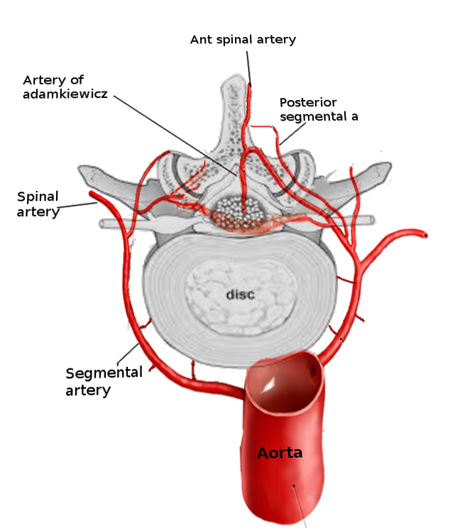 <p>Arterial Supply of the Spinal Cord and Vertebral Segment