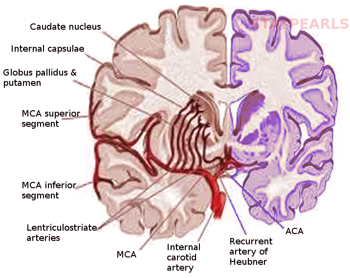 <p>Striate Arteries and Deep Perforators